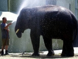 Ein Elefant wird mit Wasser abgeduscht, 2002