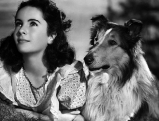 Elizabeth Taylor im Film \"Lassie come home\", 1943