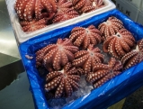 Octopus at Tsukiji market in Tokyo, 2008