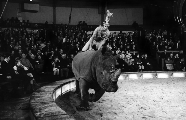 Dompteur Fredy Knie junior mit Nashorn im Circus Krone, 1969